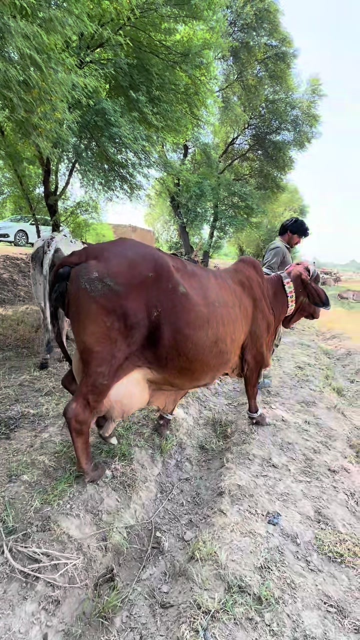 @وقاص روہی والا
