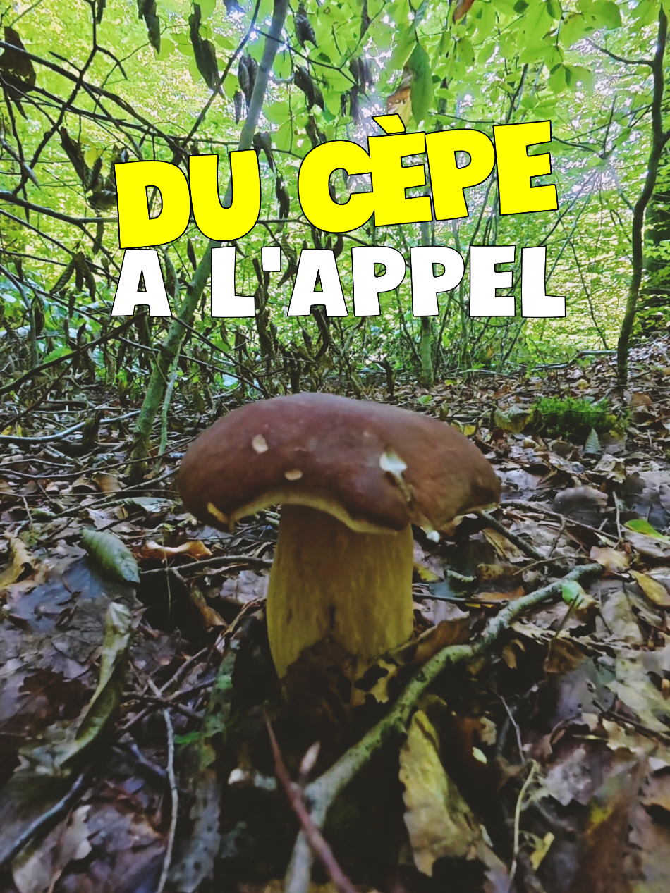@Dan 🍄&zwj;🟫 Le Champologue