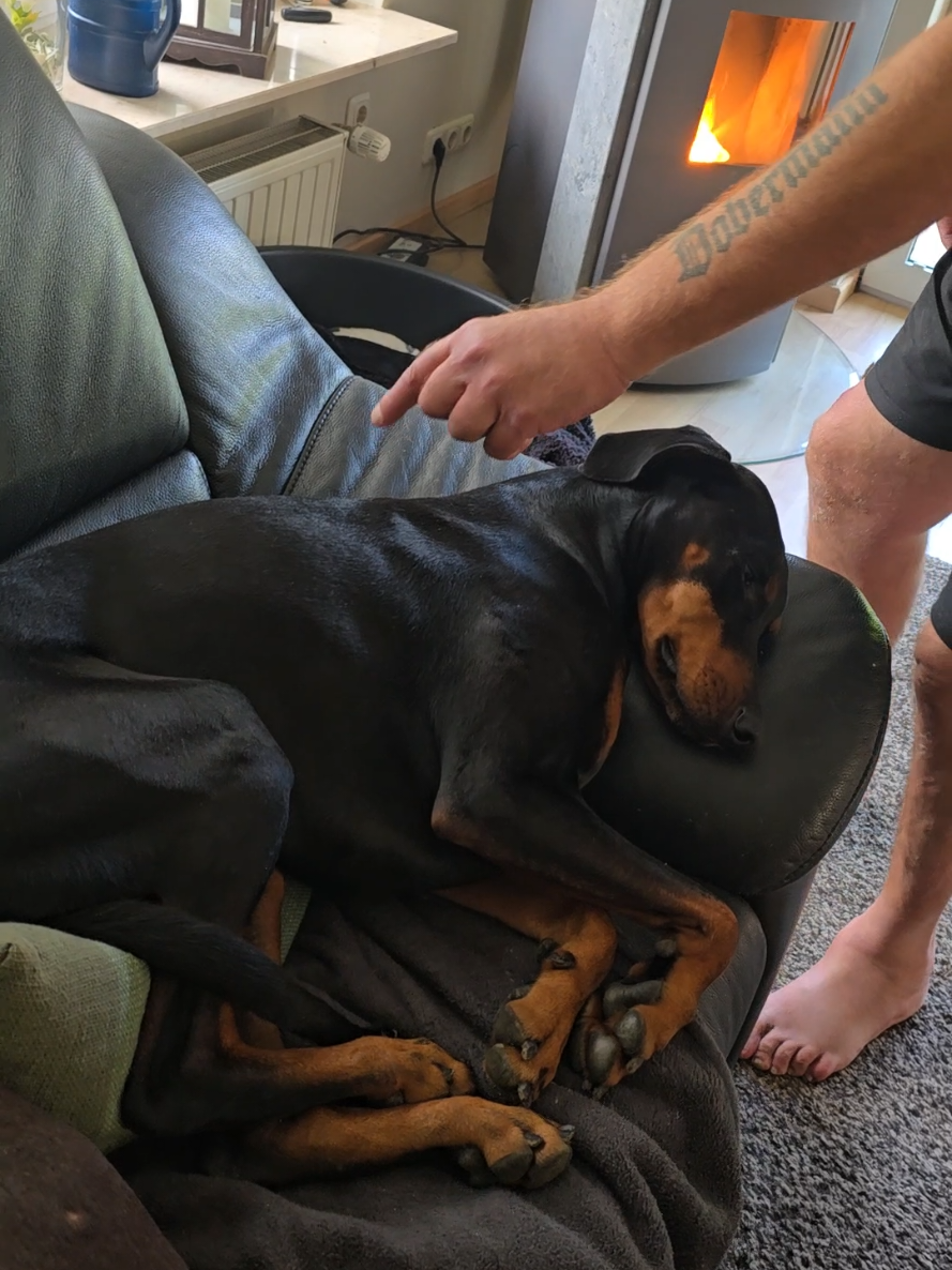@dobermanndeutschland
