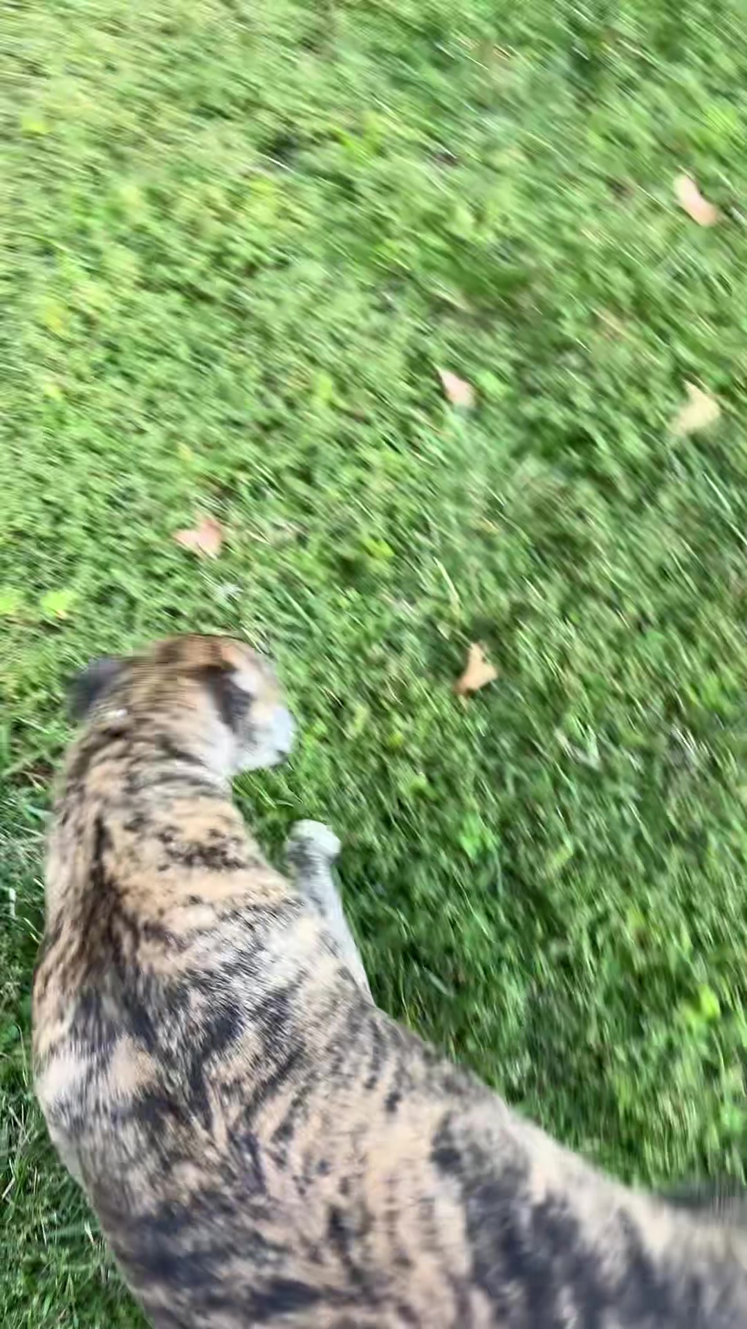 @preampetcare