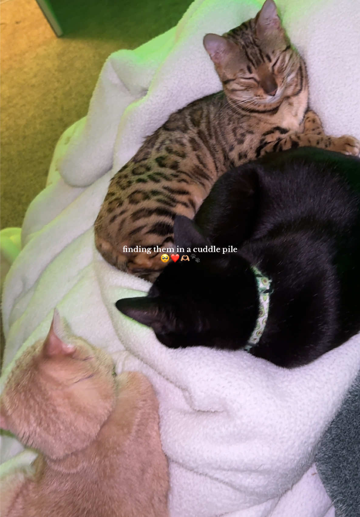 @Obi & Daisy The Bengals 🐆🐾