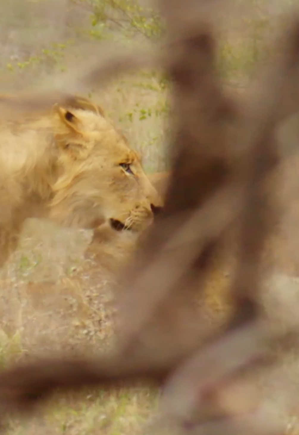 @Kai Meyer | Wildlife Filmmaker