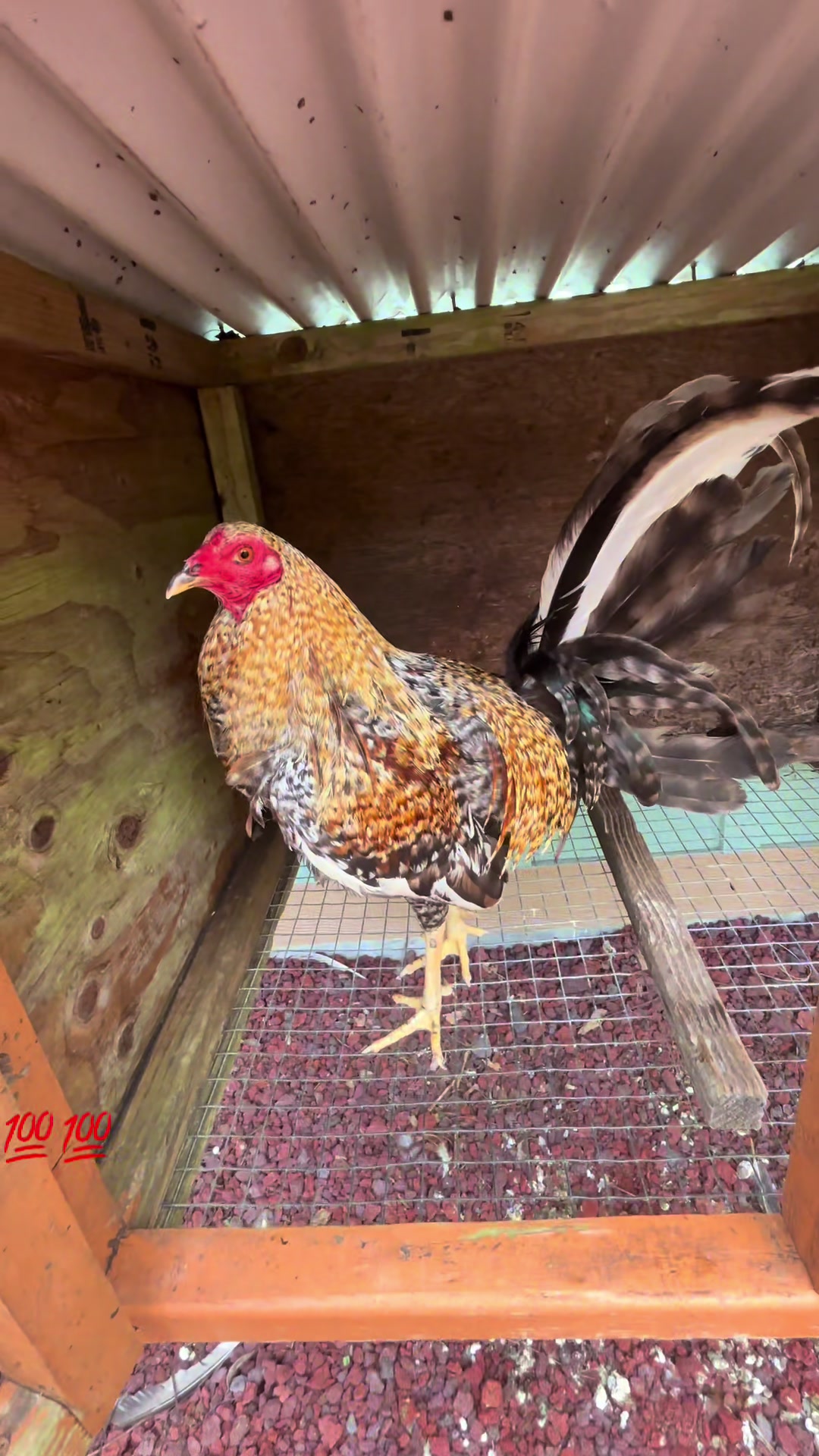 @ltowngamefowl
