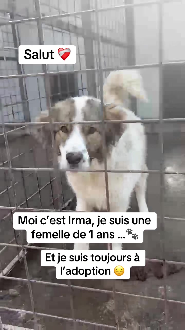 @Adopte Une Truffe 🐶