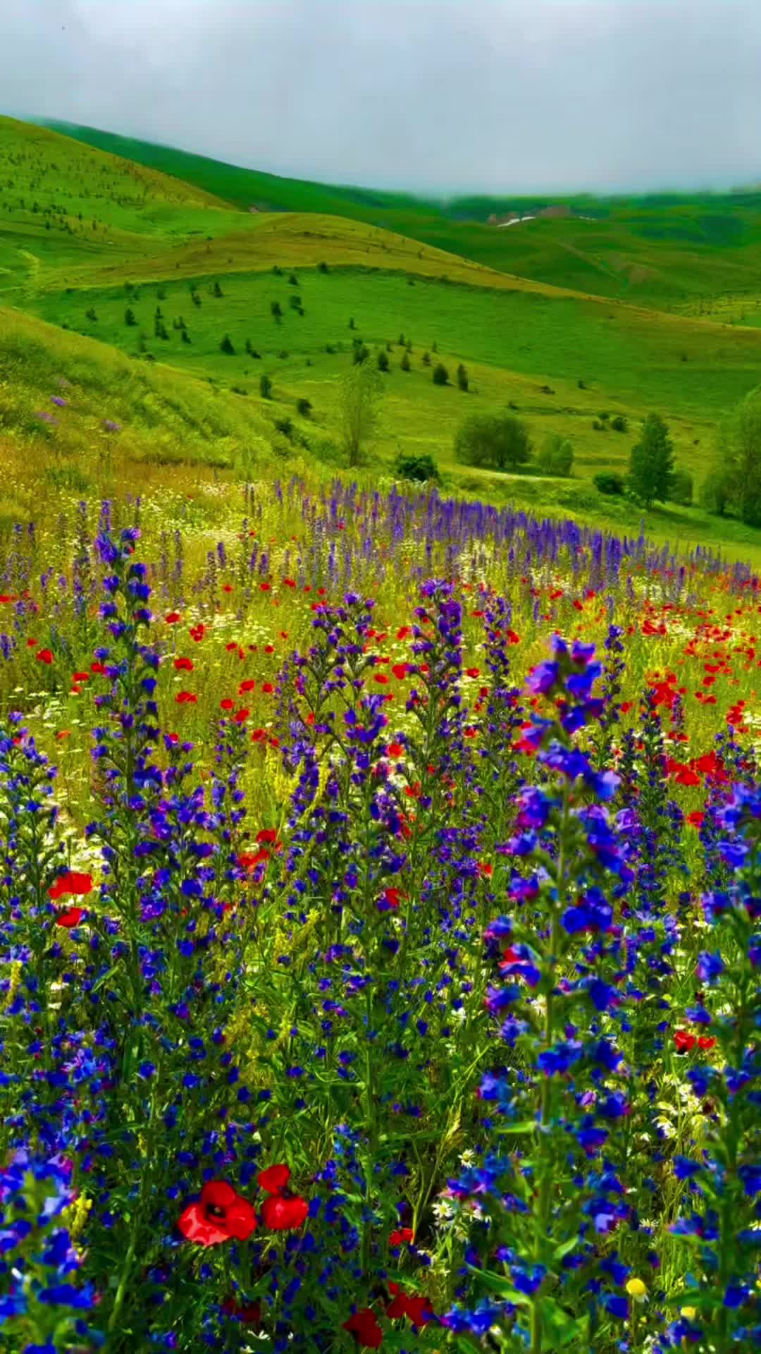 @yanlızAdam Almanya