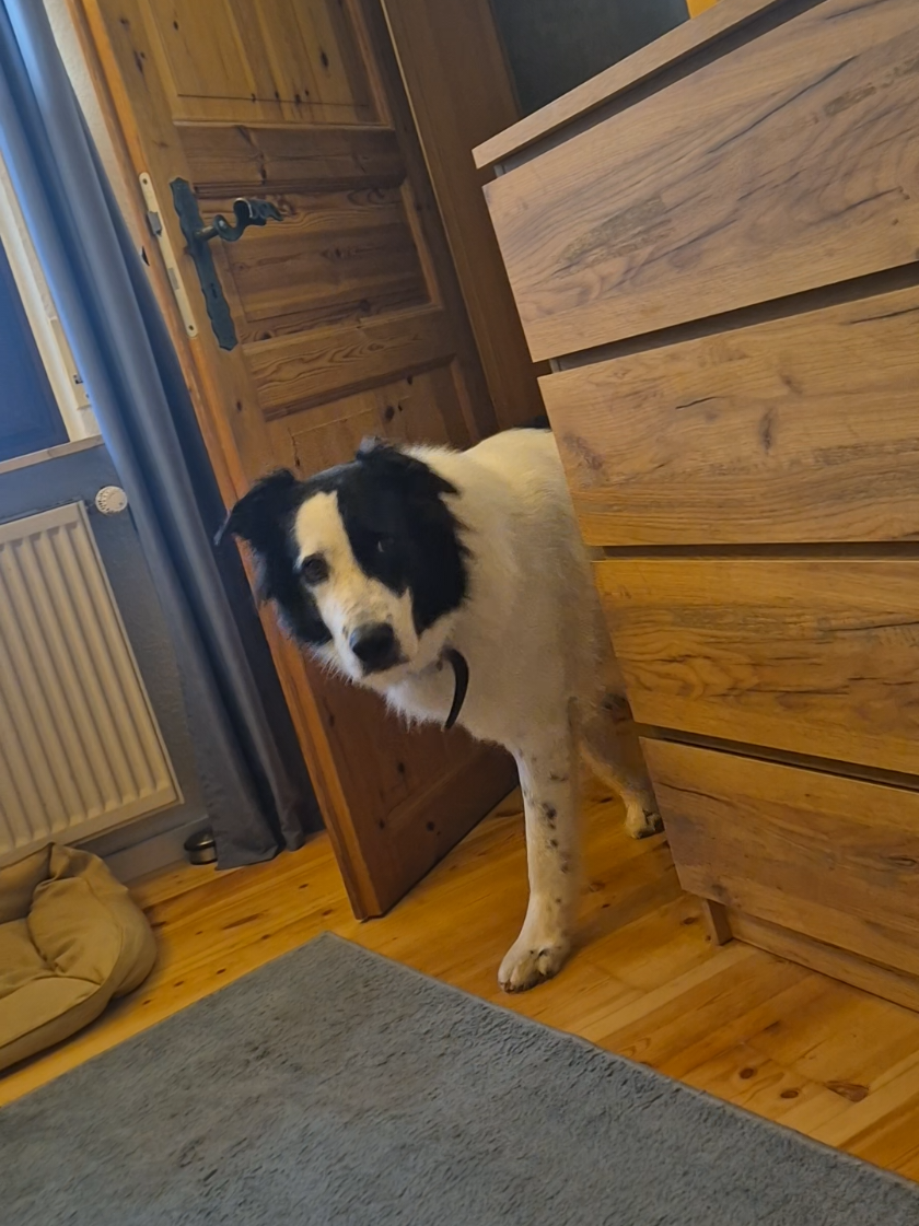 @Vino 🐶