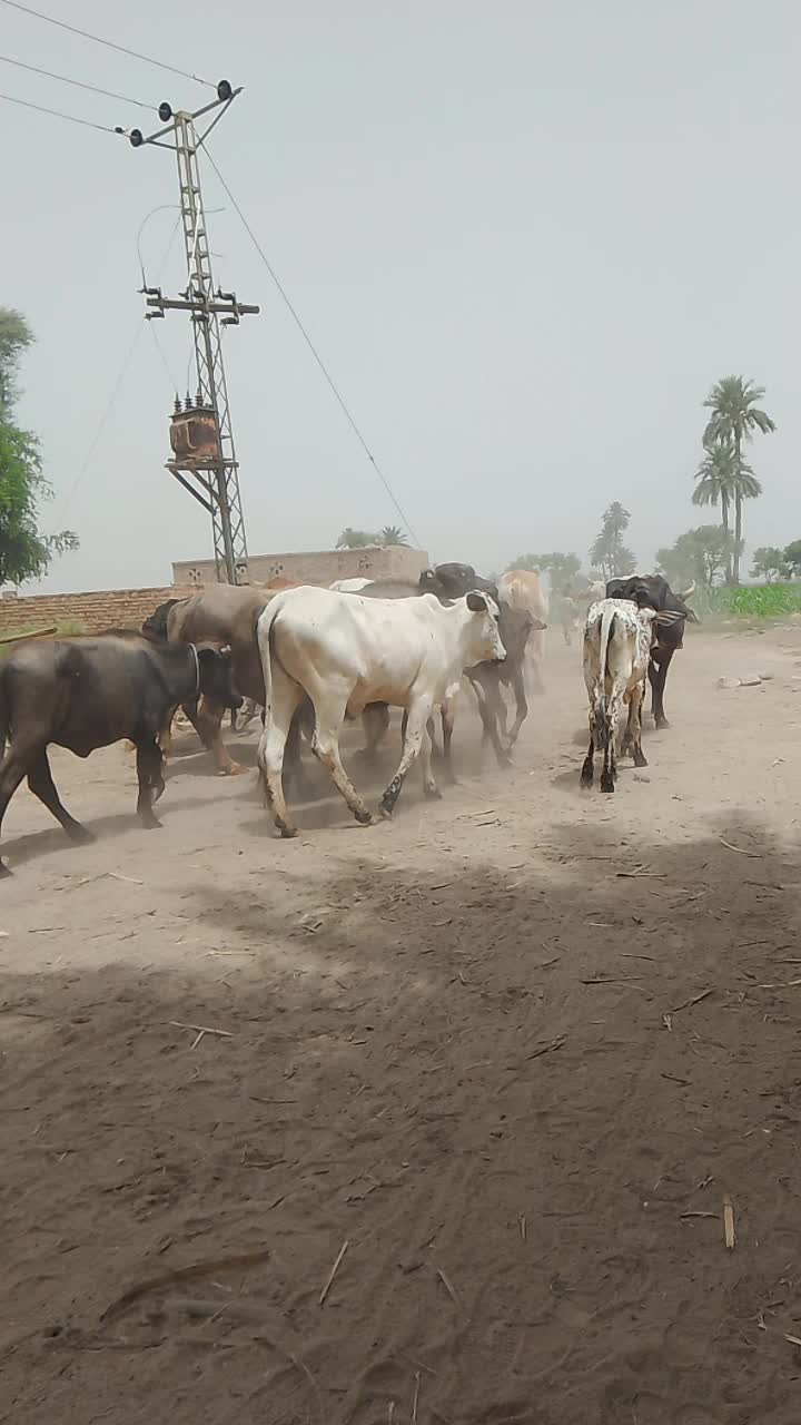 @tanveerkhang000