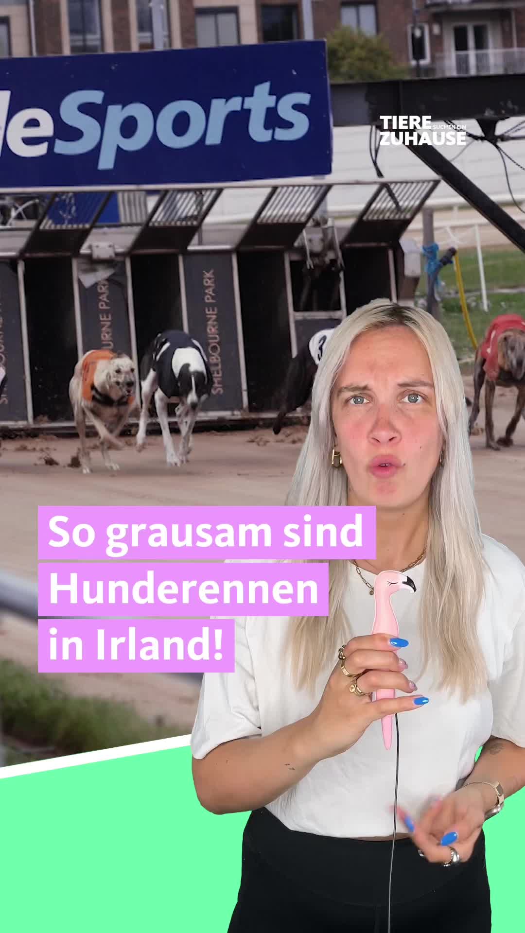 @Tiere suchen ein Zuhause