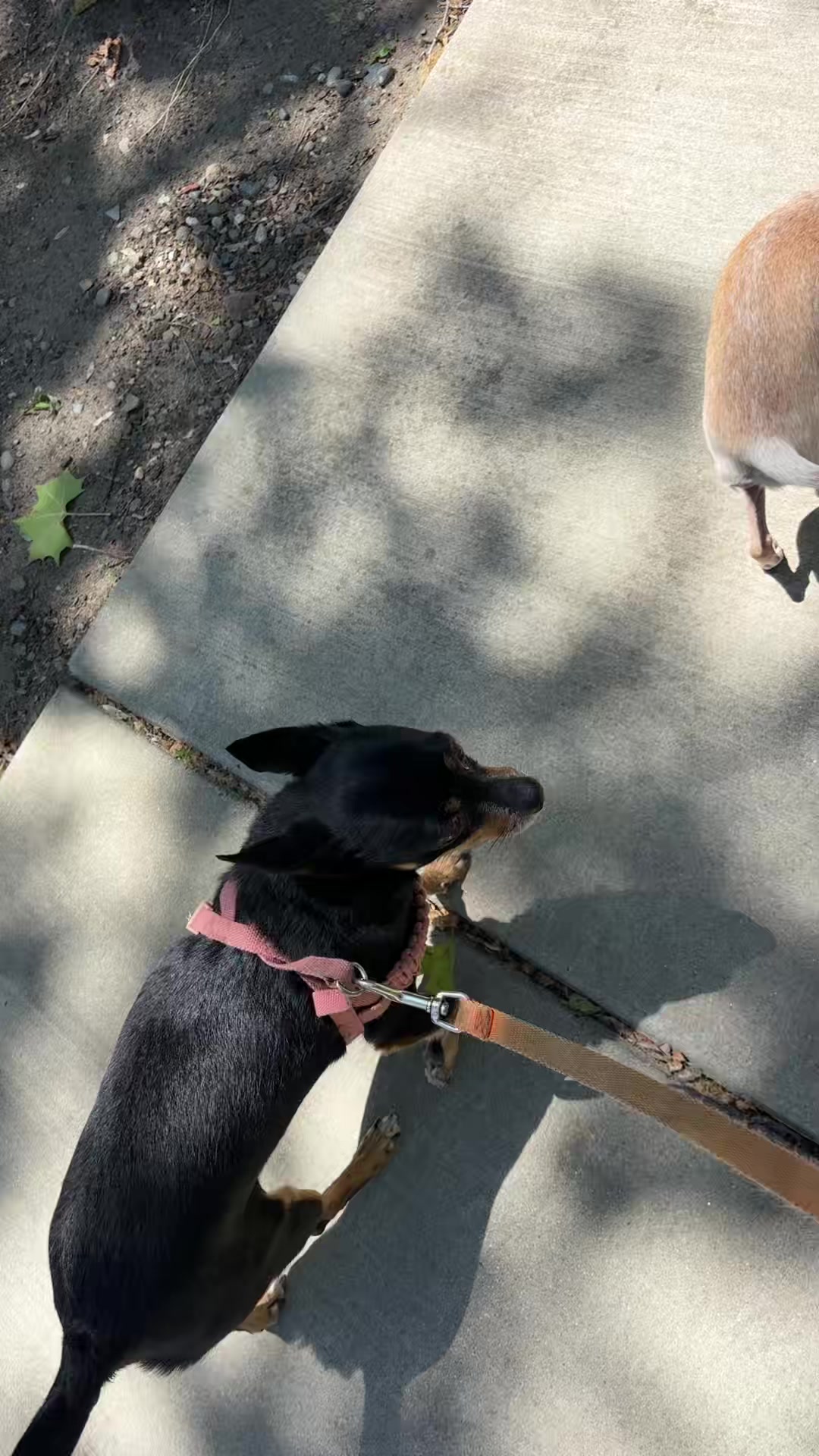 @preampetcare