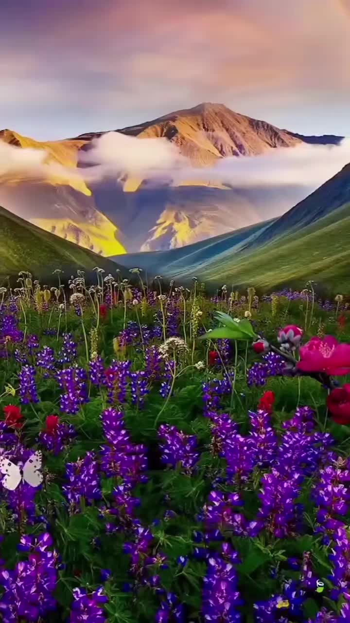 @Gülocan_52_🇹🇷_🇩🇪_🍀_❤️🩹