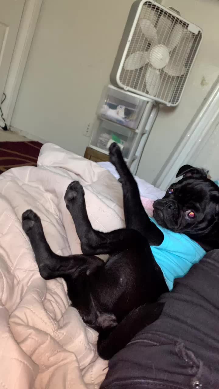 @Benji The Pug