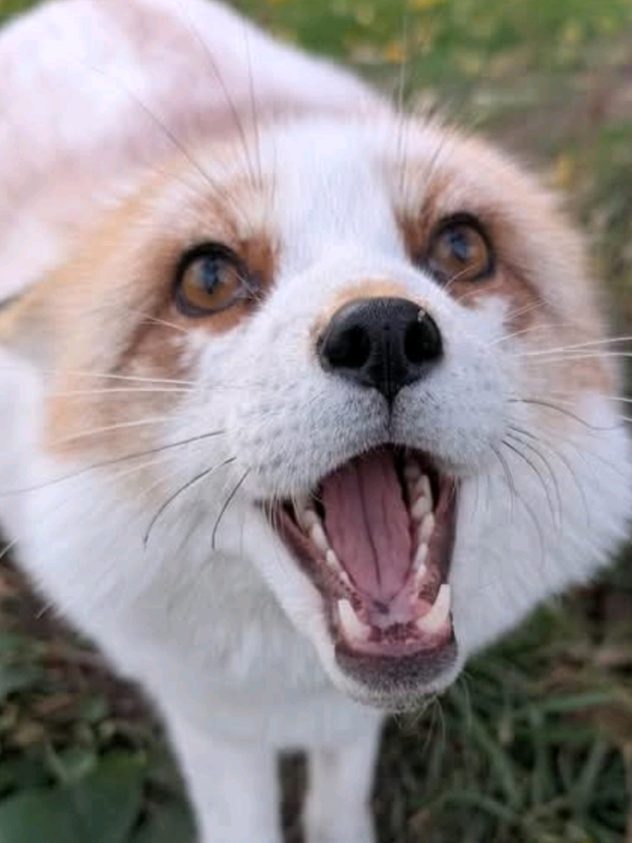 @saveafox