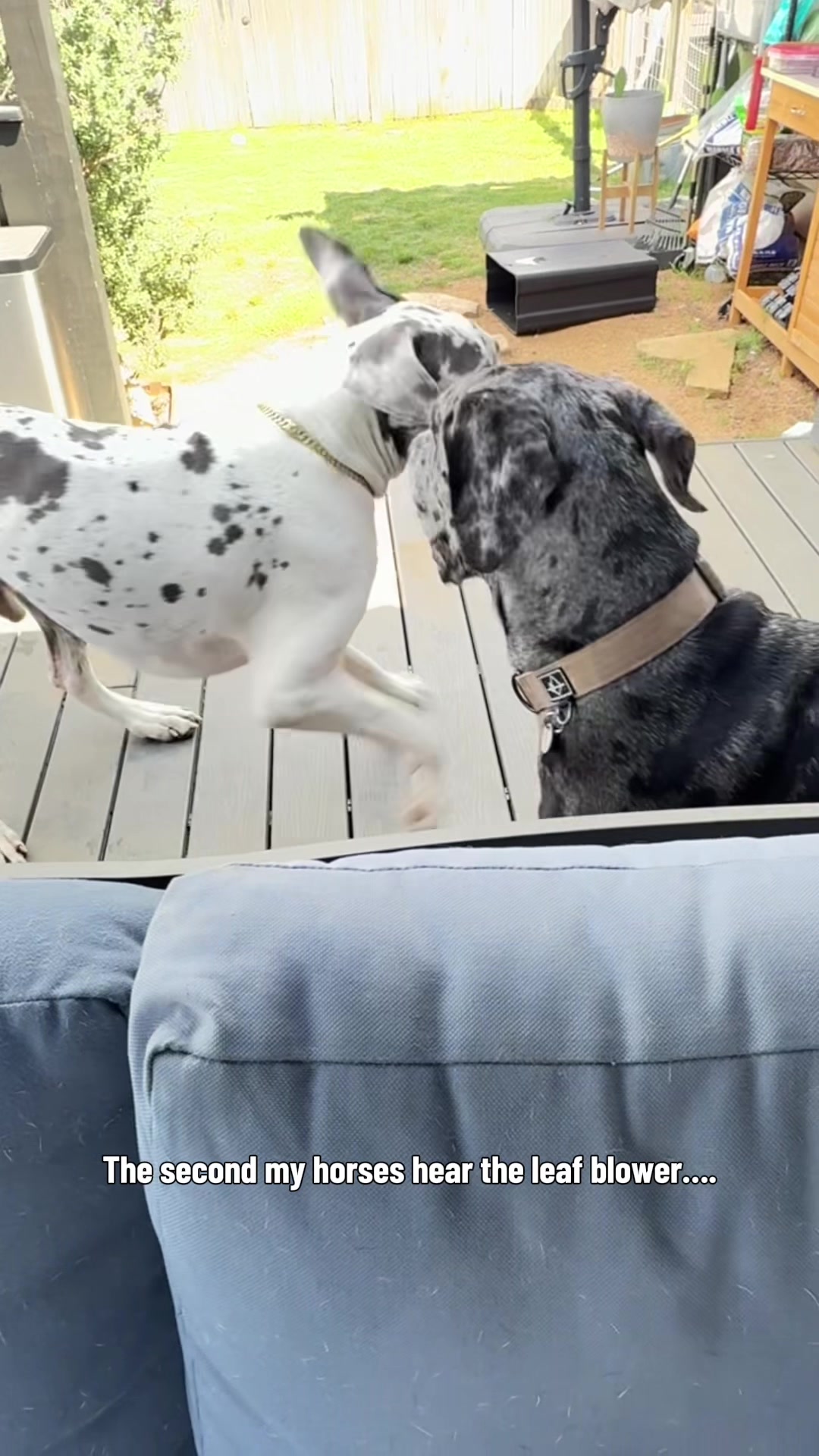 @Along Came Atlas & Aspen 🦕