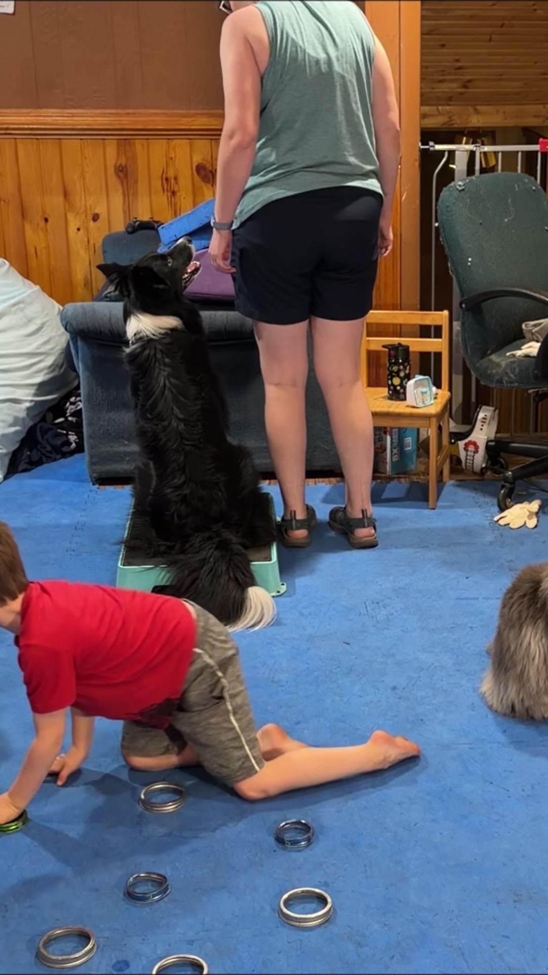 @Laura Waudby - Dog Sports