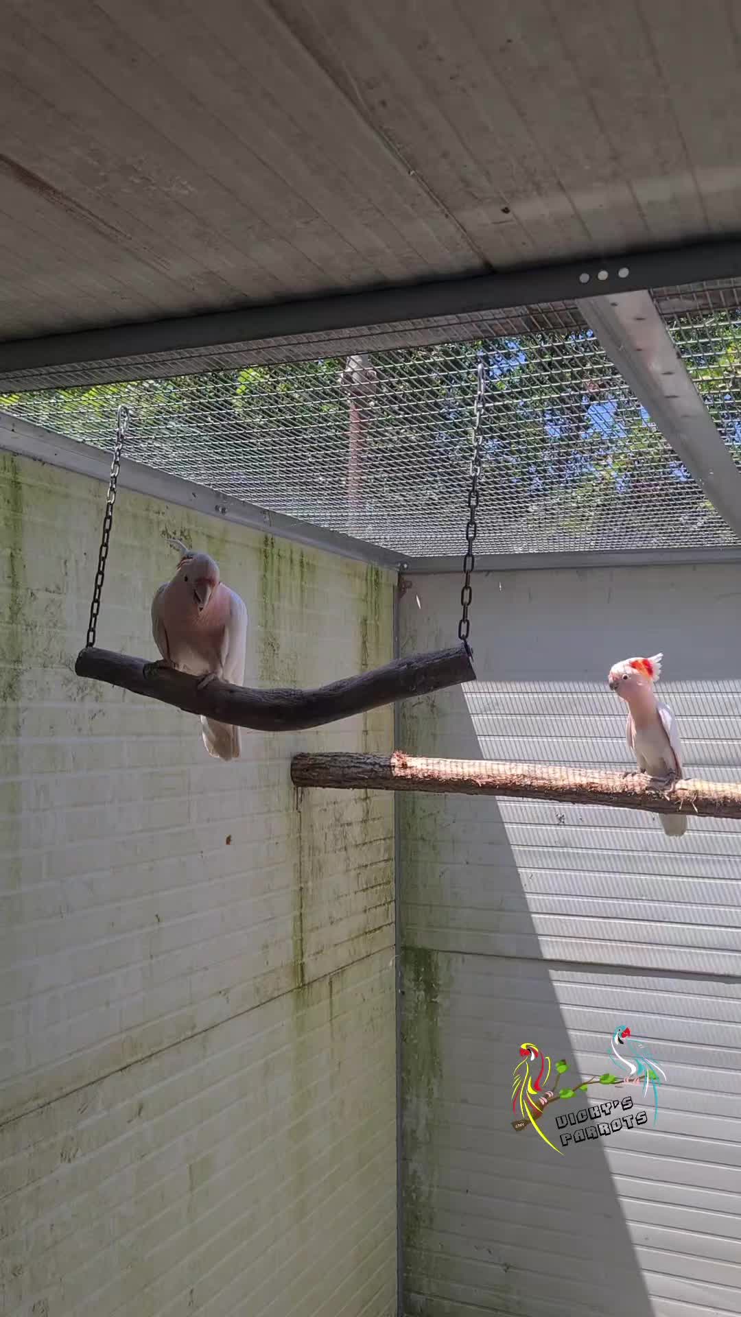 @๐ฅ Vicky's Parrots ๐ฅ