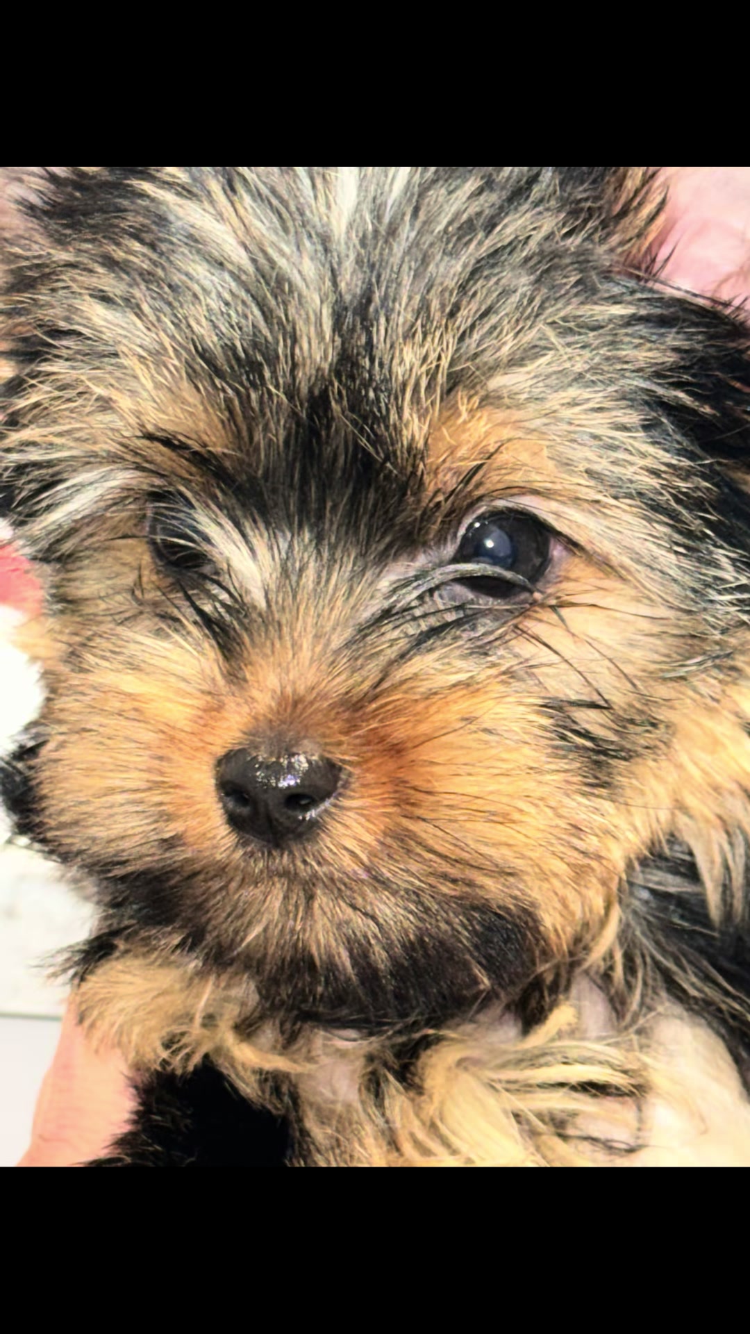 @RedBeautyYorkies🐾