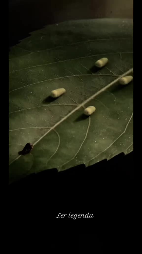 @ł₮₴ ₥Ɇ 💯