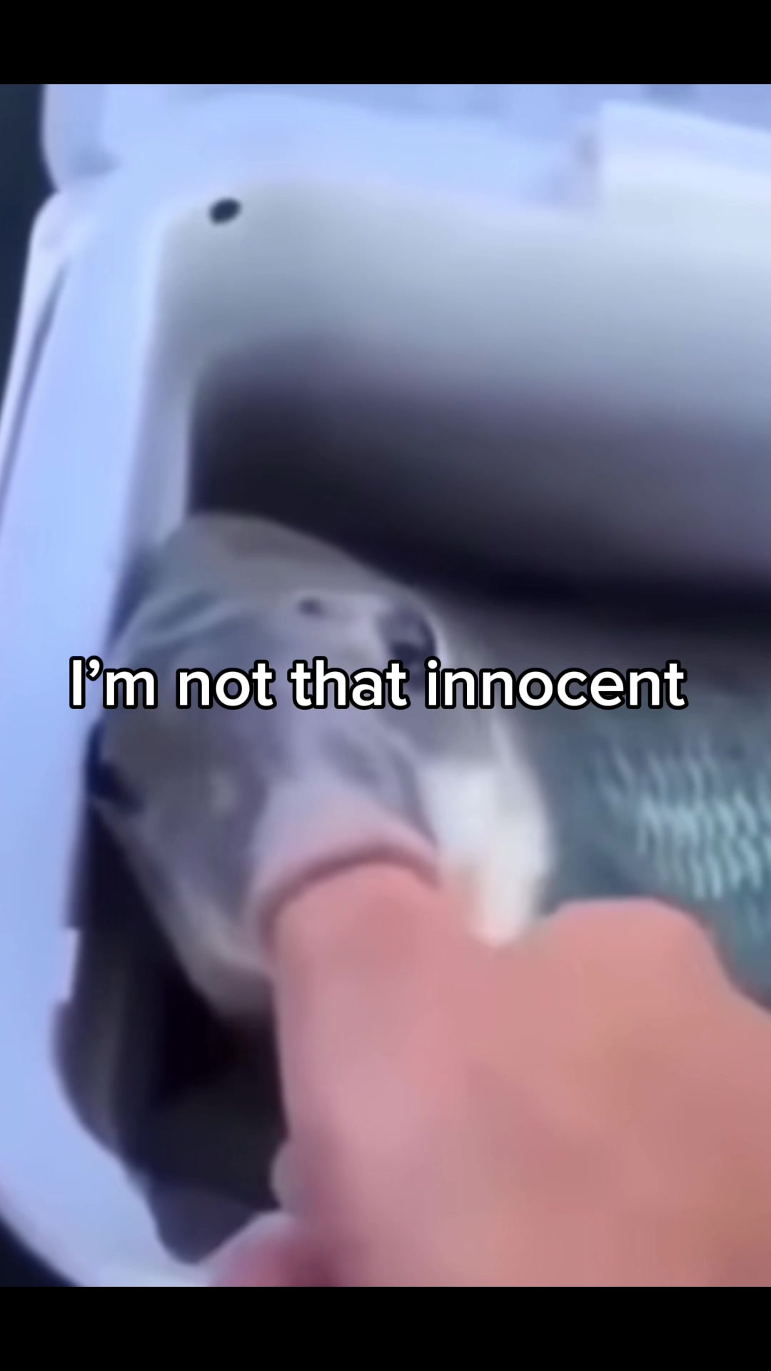 @wicky