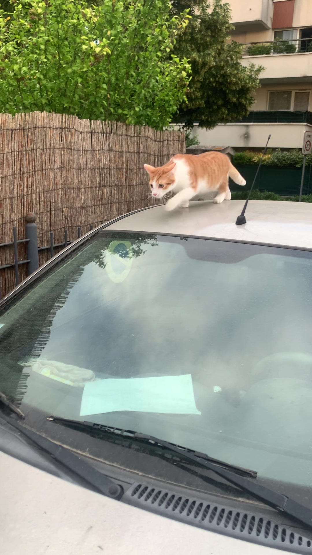 @flasher et simba