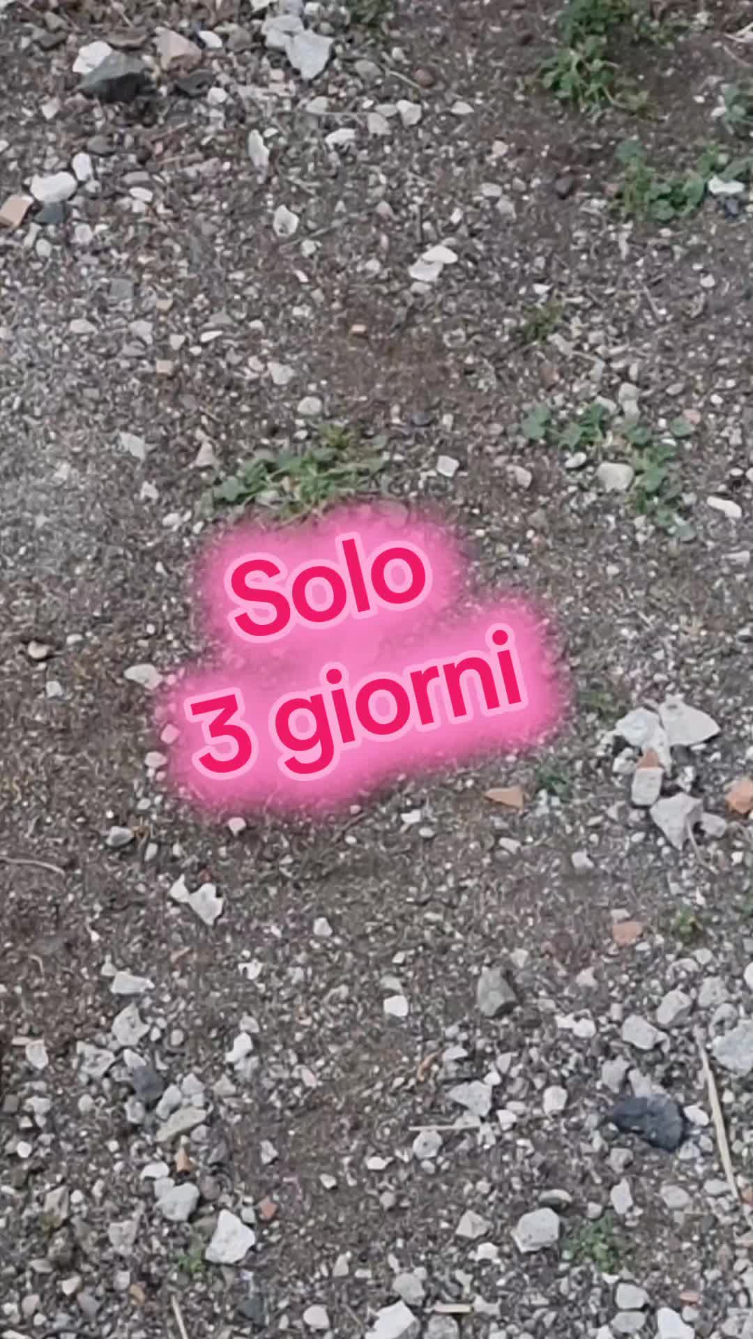 @Il leone e la gallina
