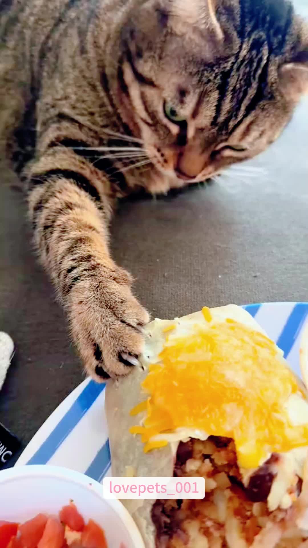 @lovepets_001