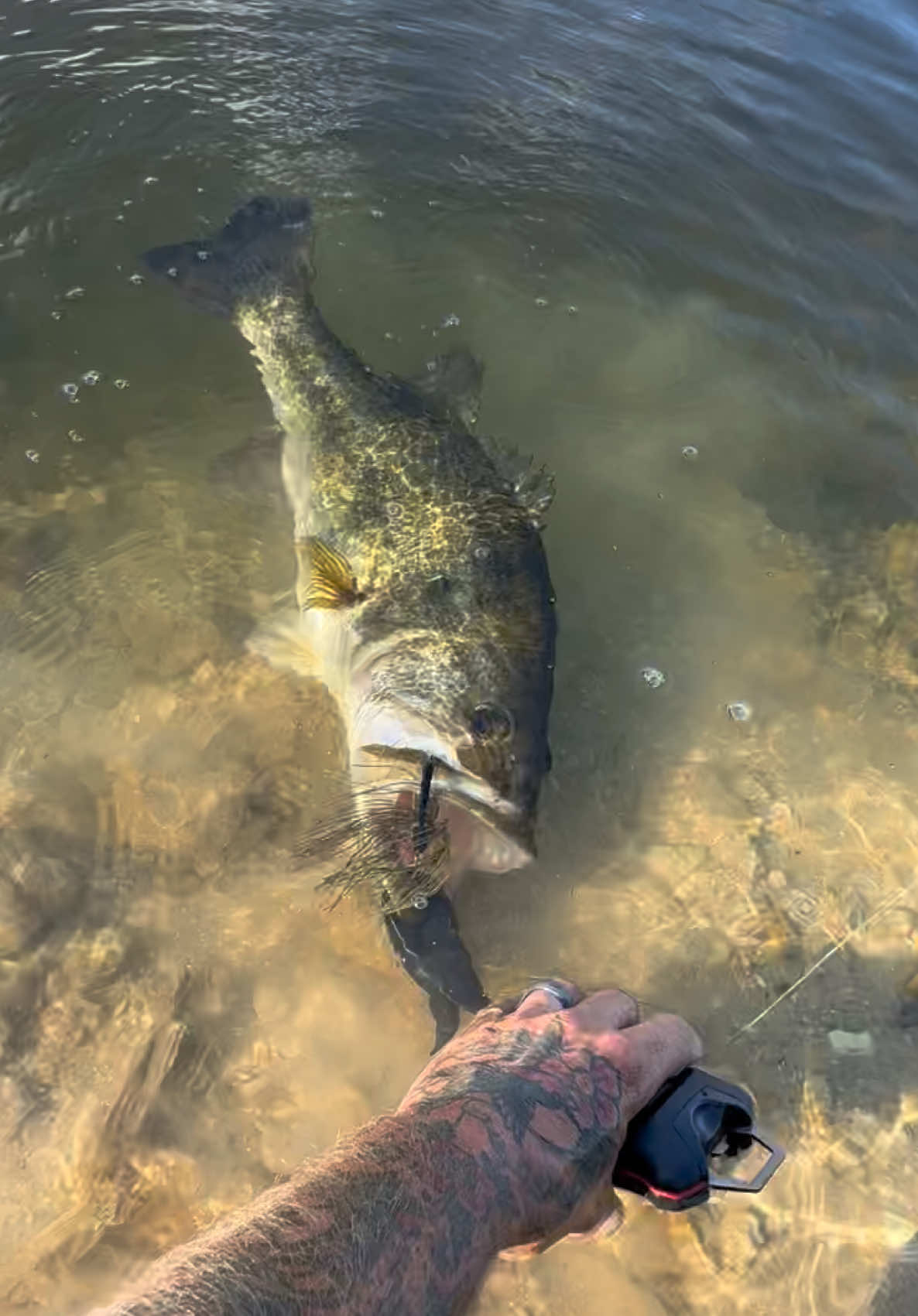 @Chasin Fish