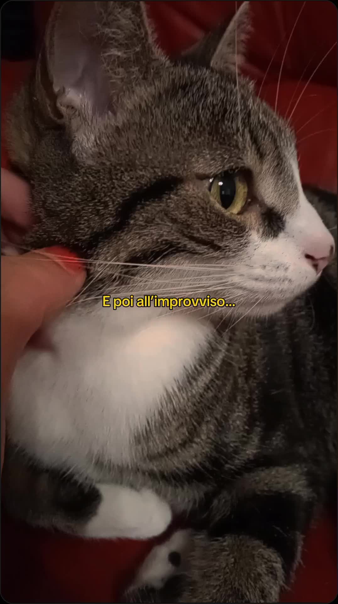 @🐈&zwj;⬛fusa01