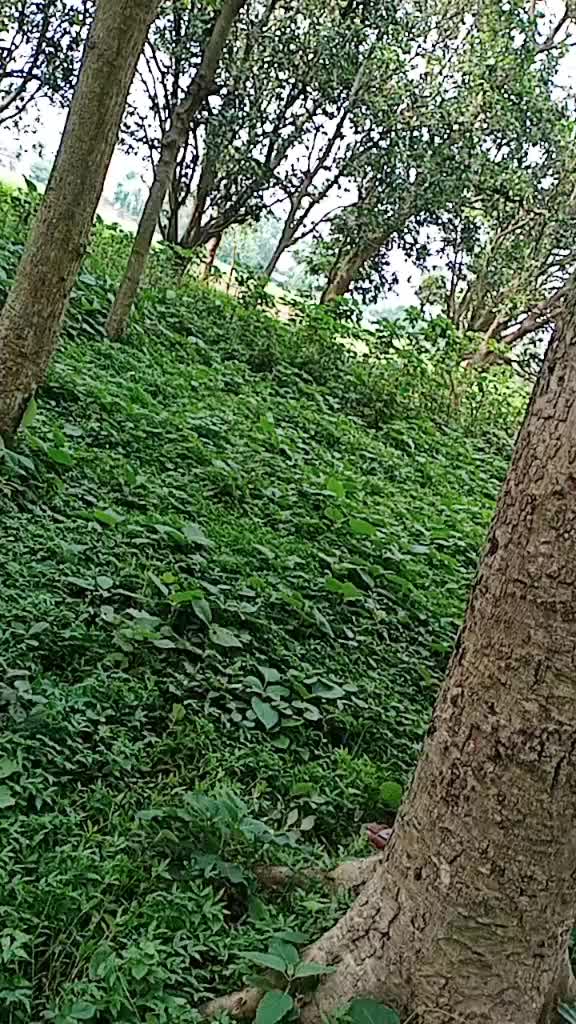 @Md Mahfuz