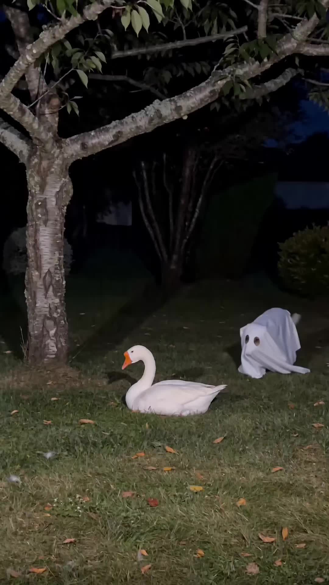 @Goosebombs