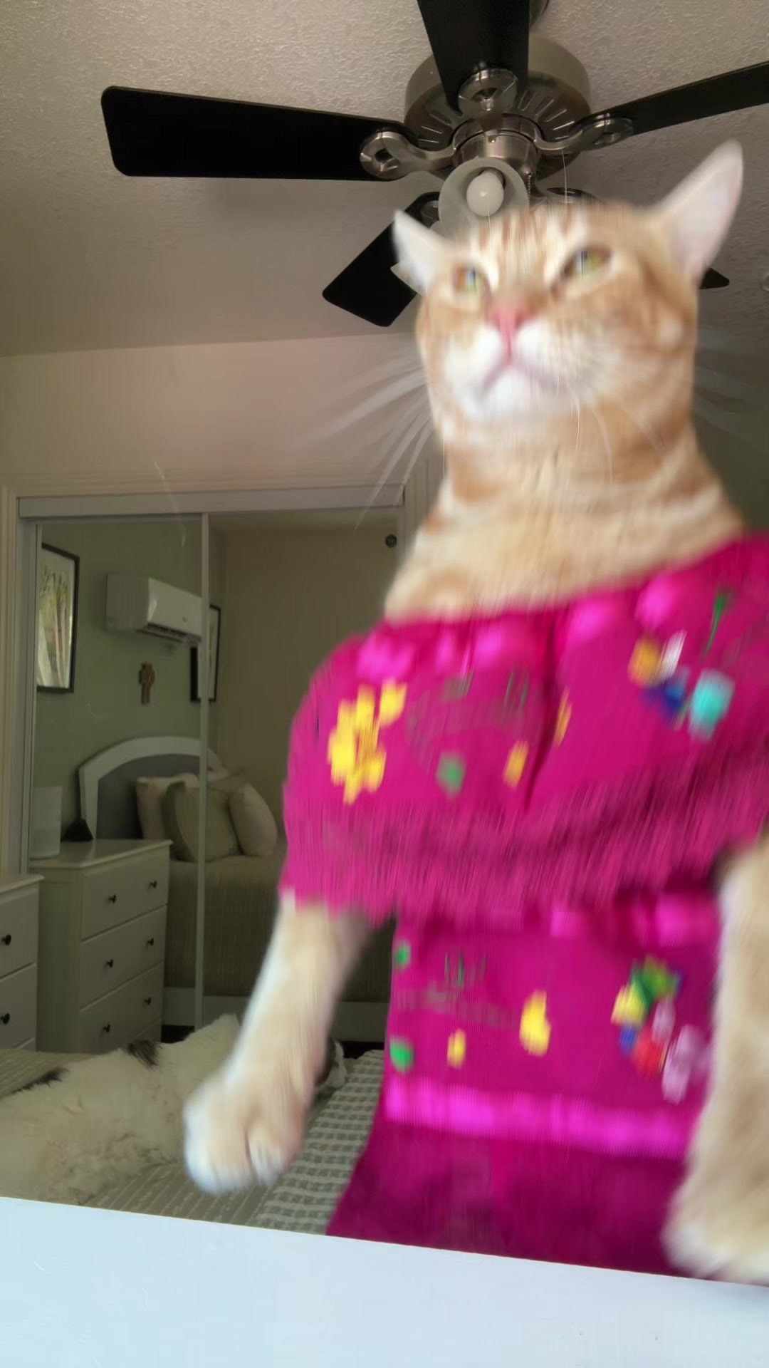 @thedancingcats13