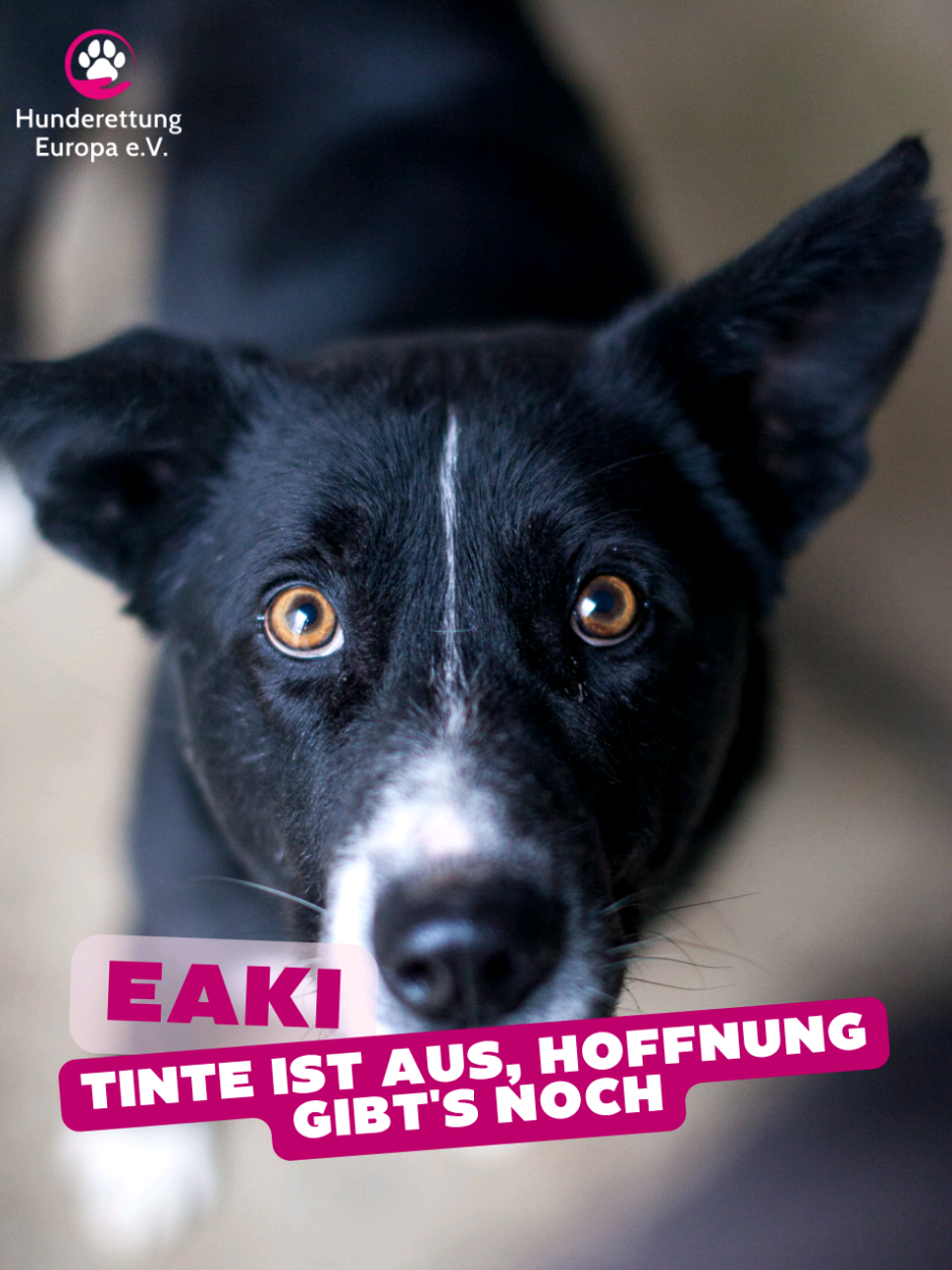 @Hunderettung Europa