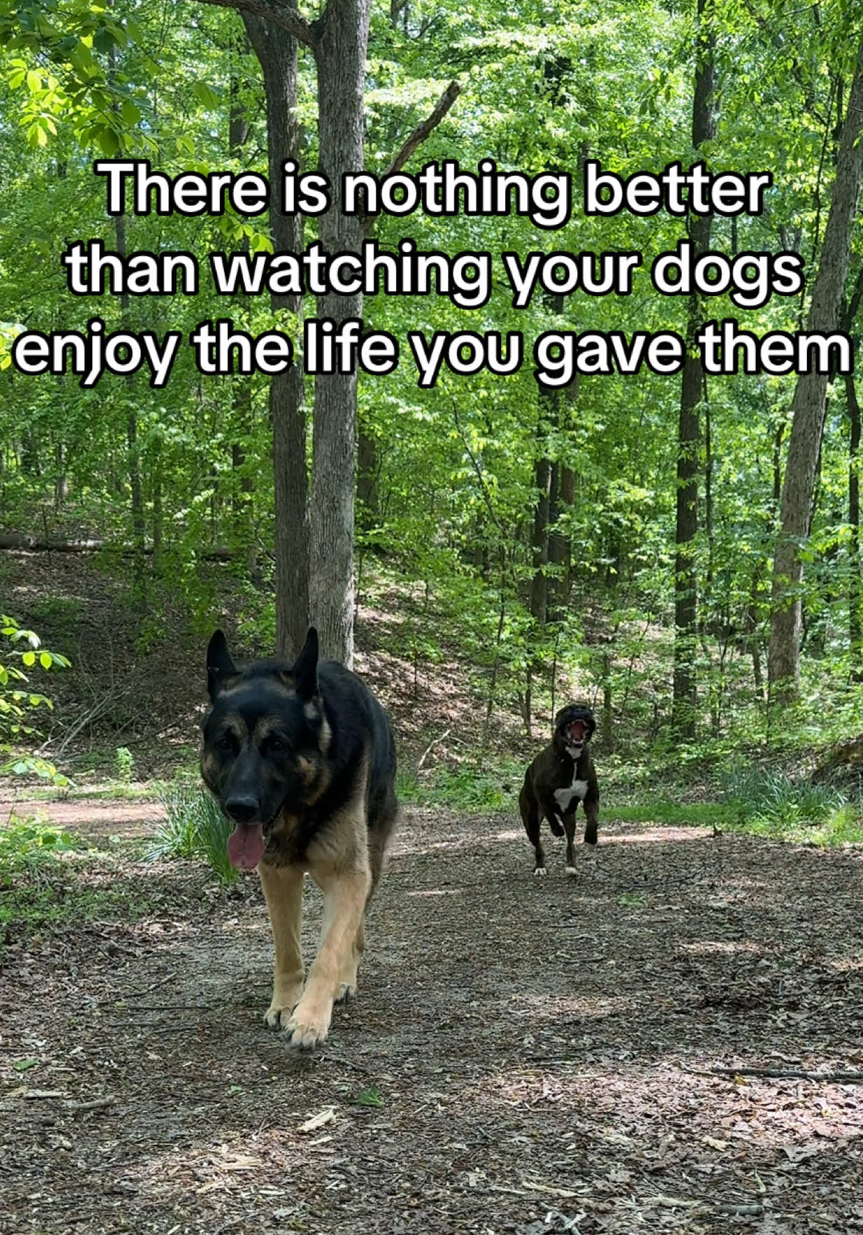 @Boris & Gator🐕 + Smokey🐈