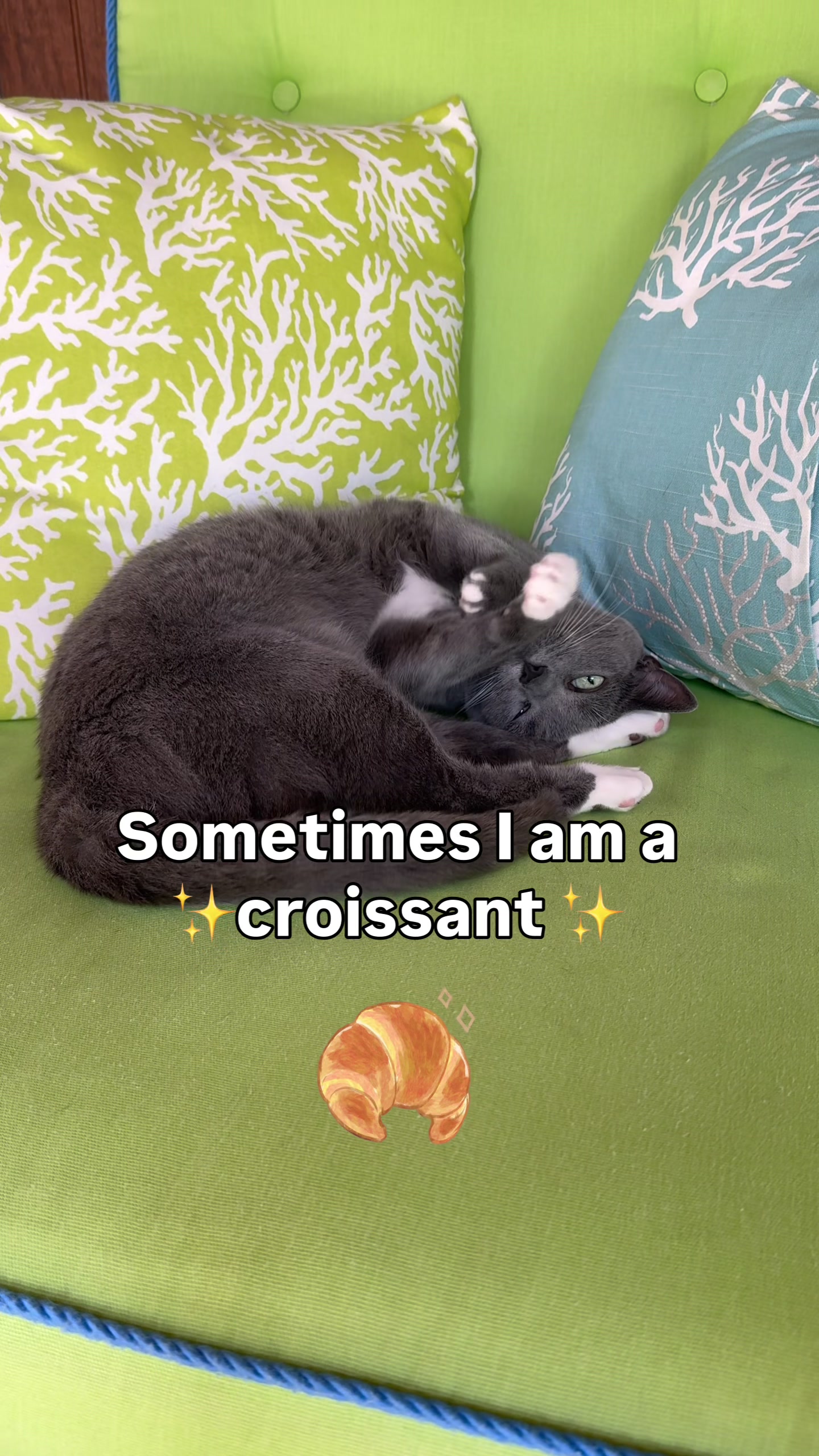 @purrfectinfluencer