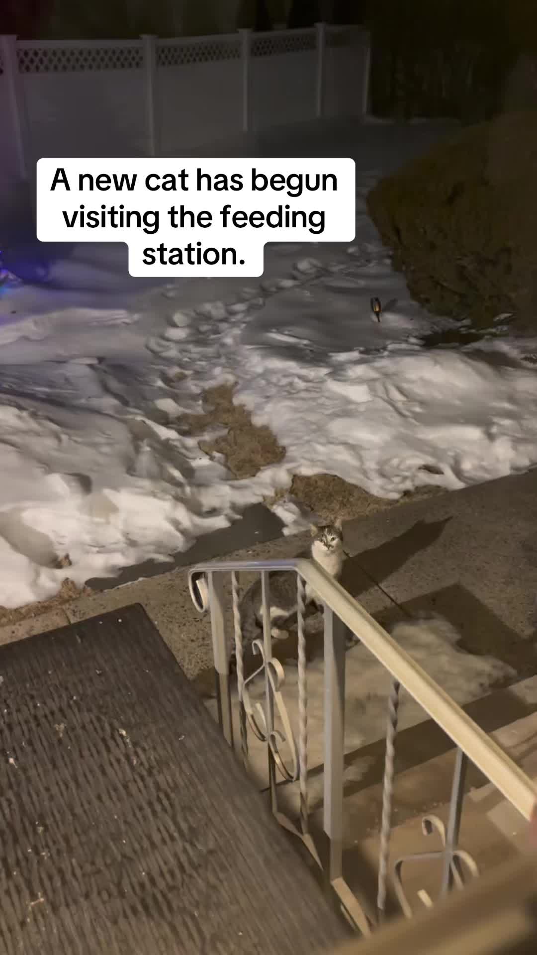 @sam_saves_cats