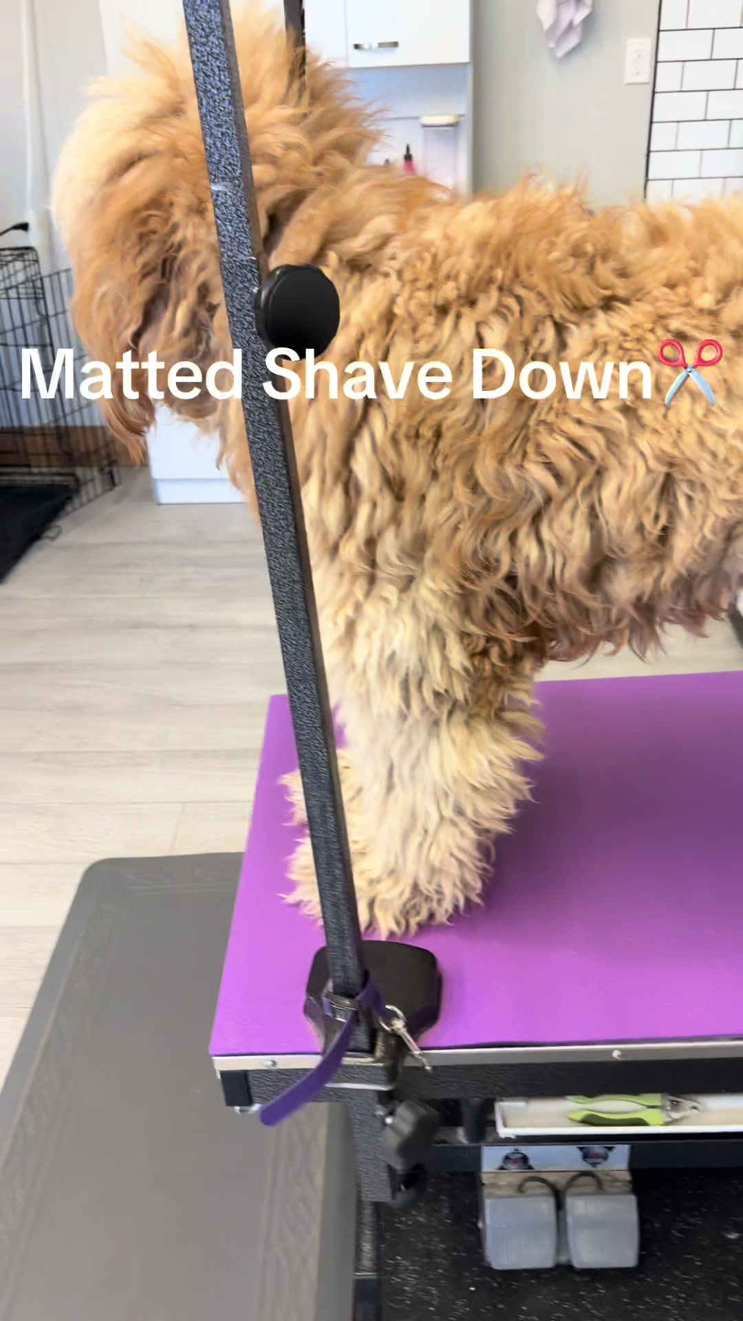@JGlow 📚 | Glow Up Grooming 🐩