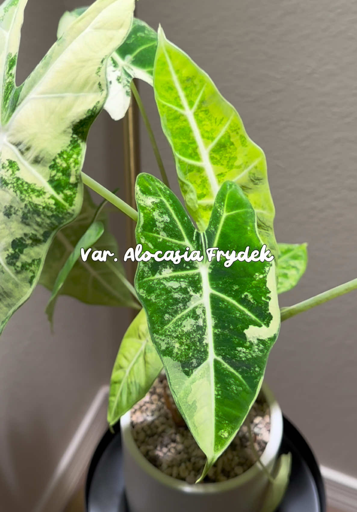 @Emily | Plants + Life