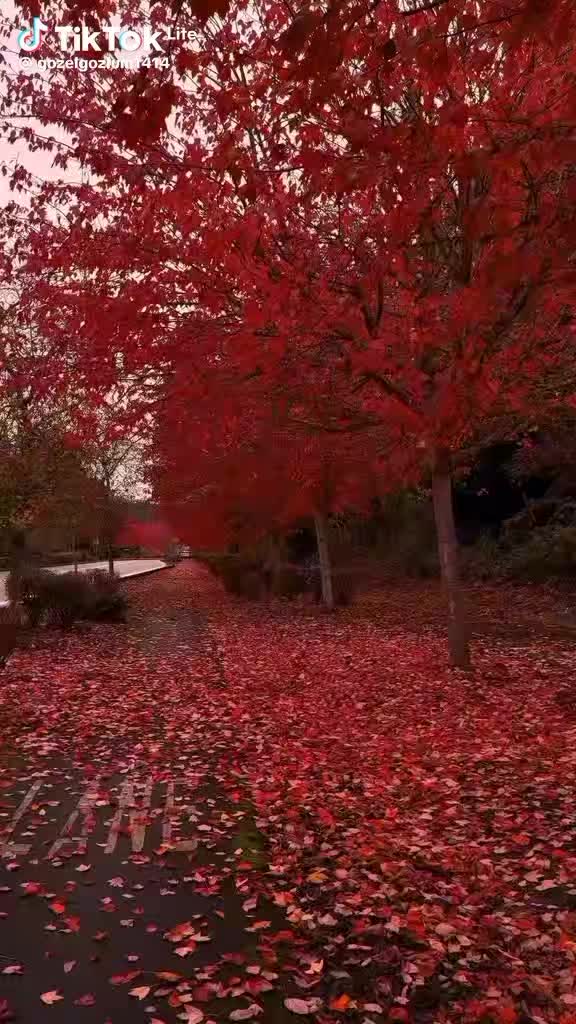 @@mamedov_aliş@039