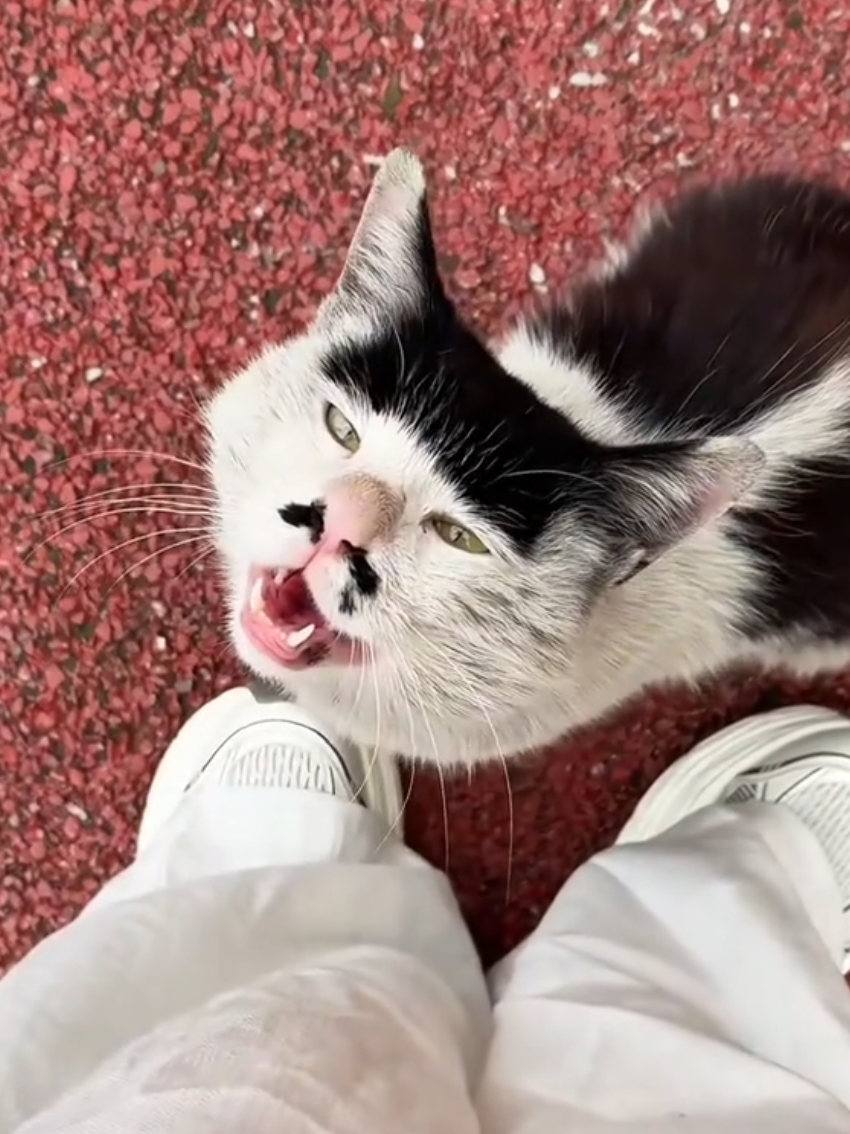 @Random Cat Stuff