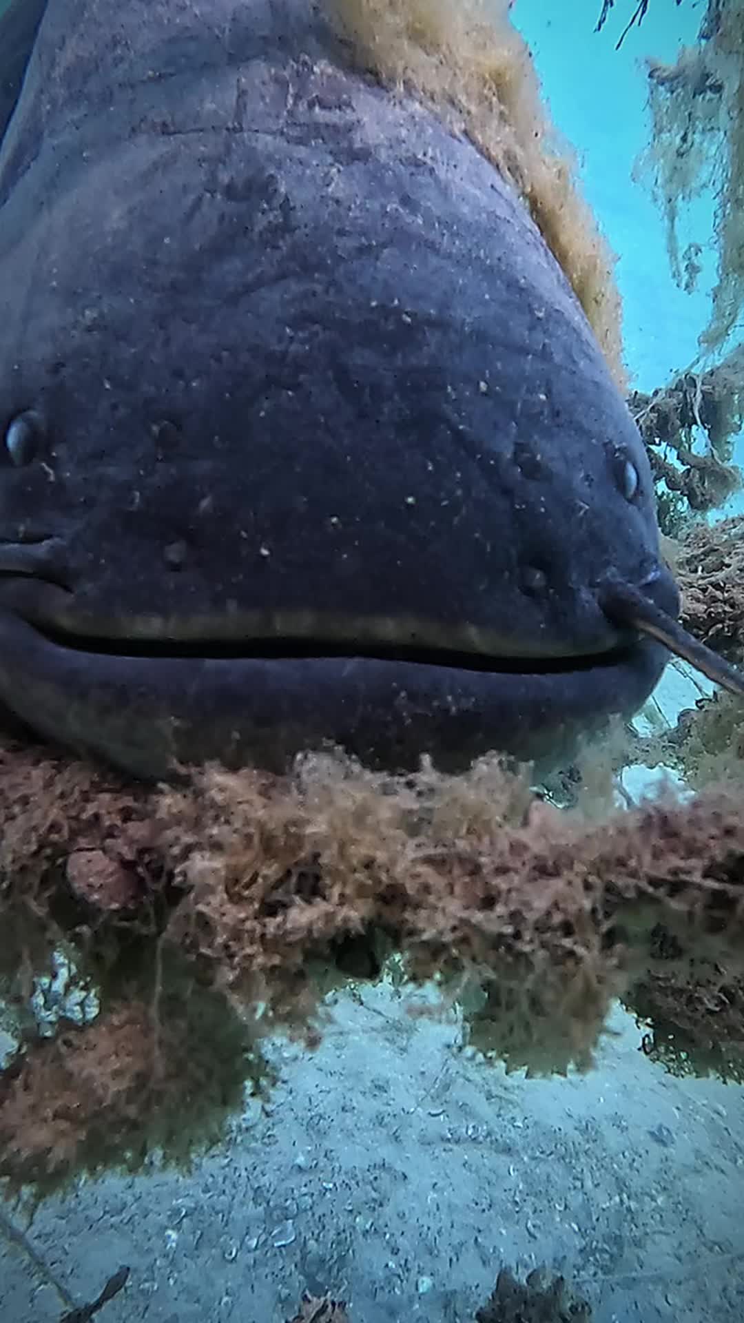 @DIVE