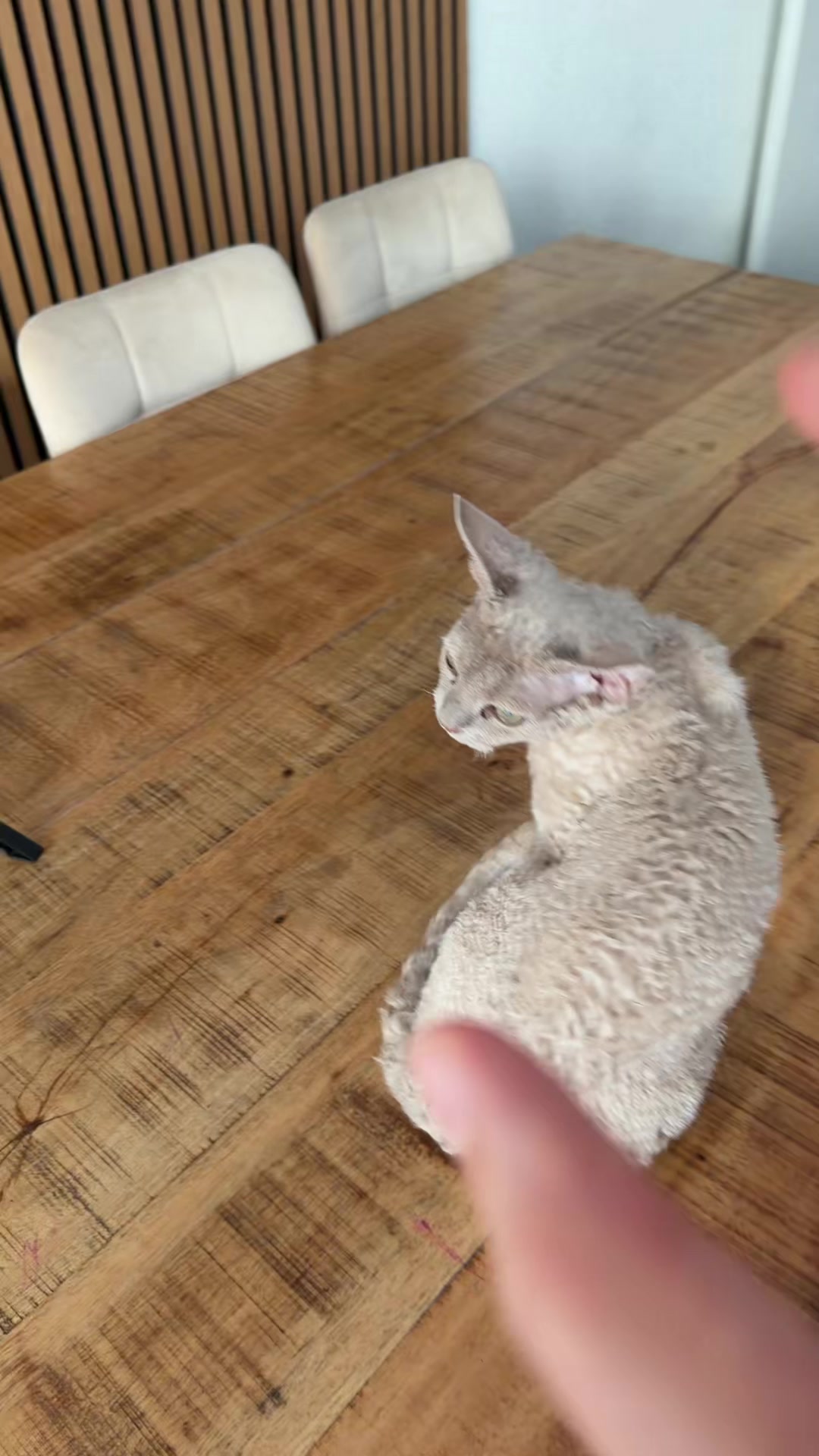 @TugbasCats