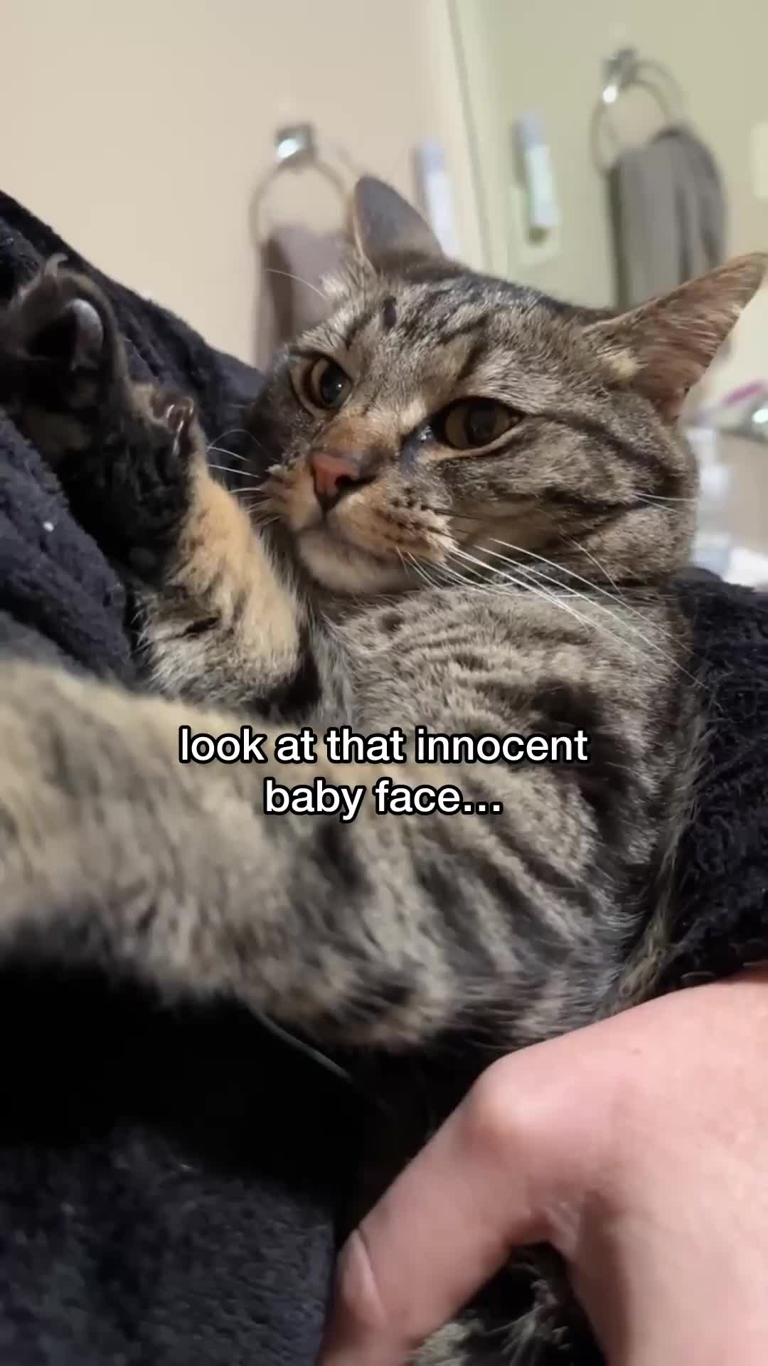 @Chip The Manx