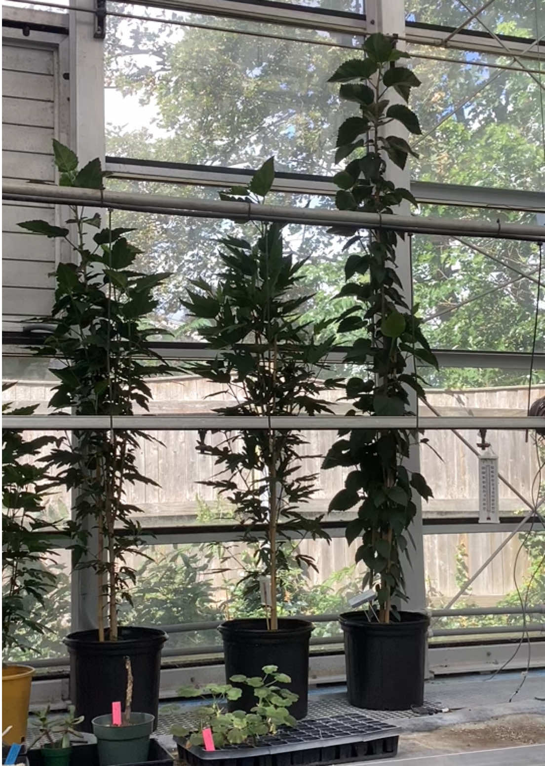 @bsu greenhouse