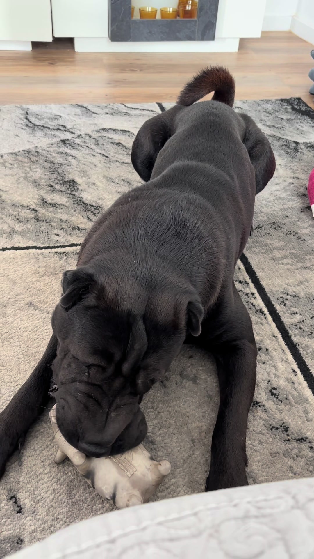 @🐾Dolly❤️Pascha🐾