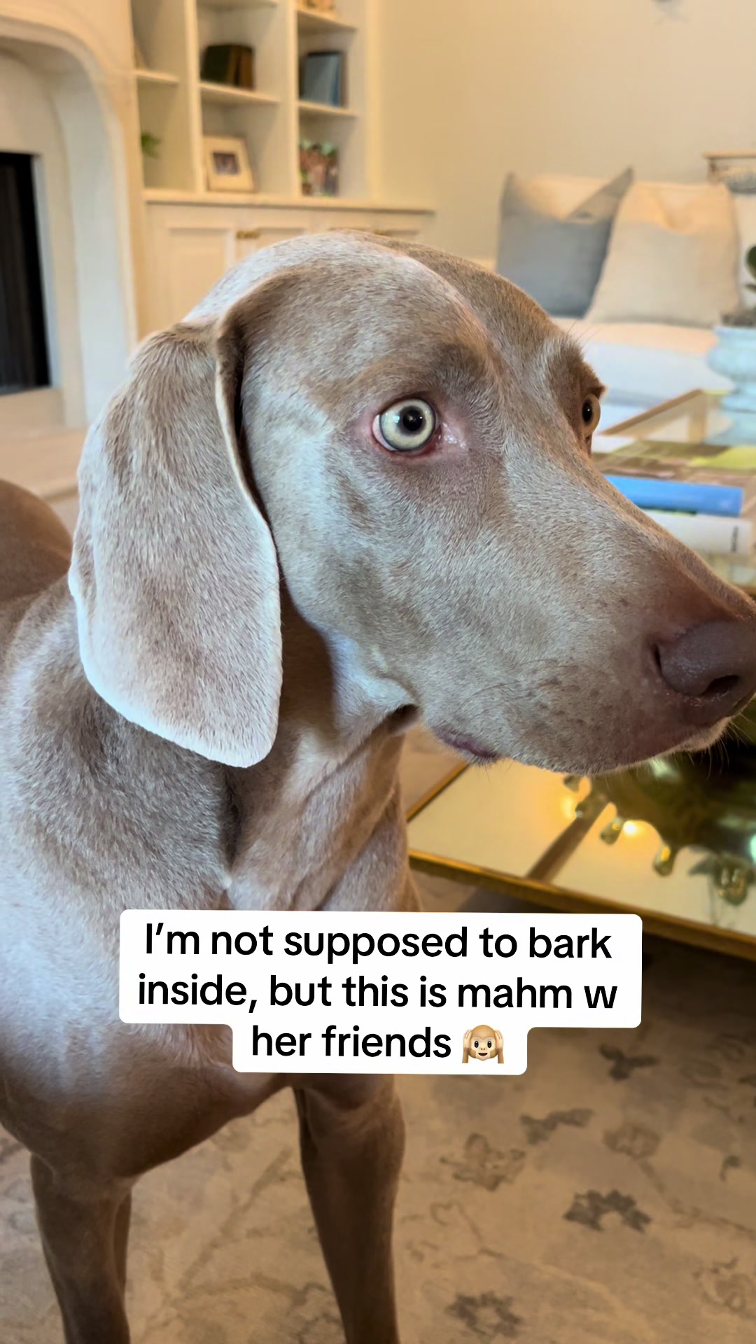 @Zoey the Weim