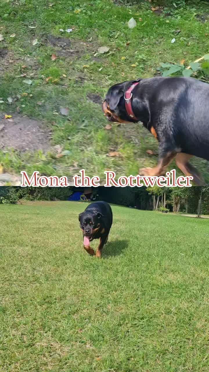 @Mona the Rottweiler