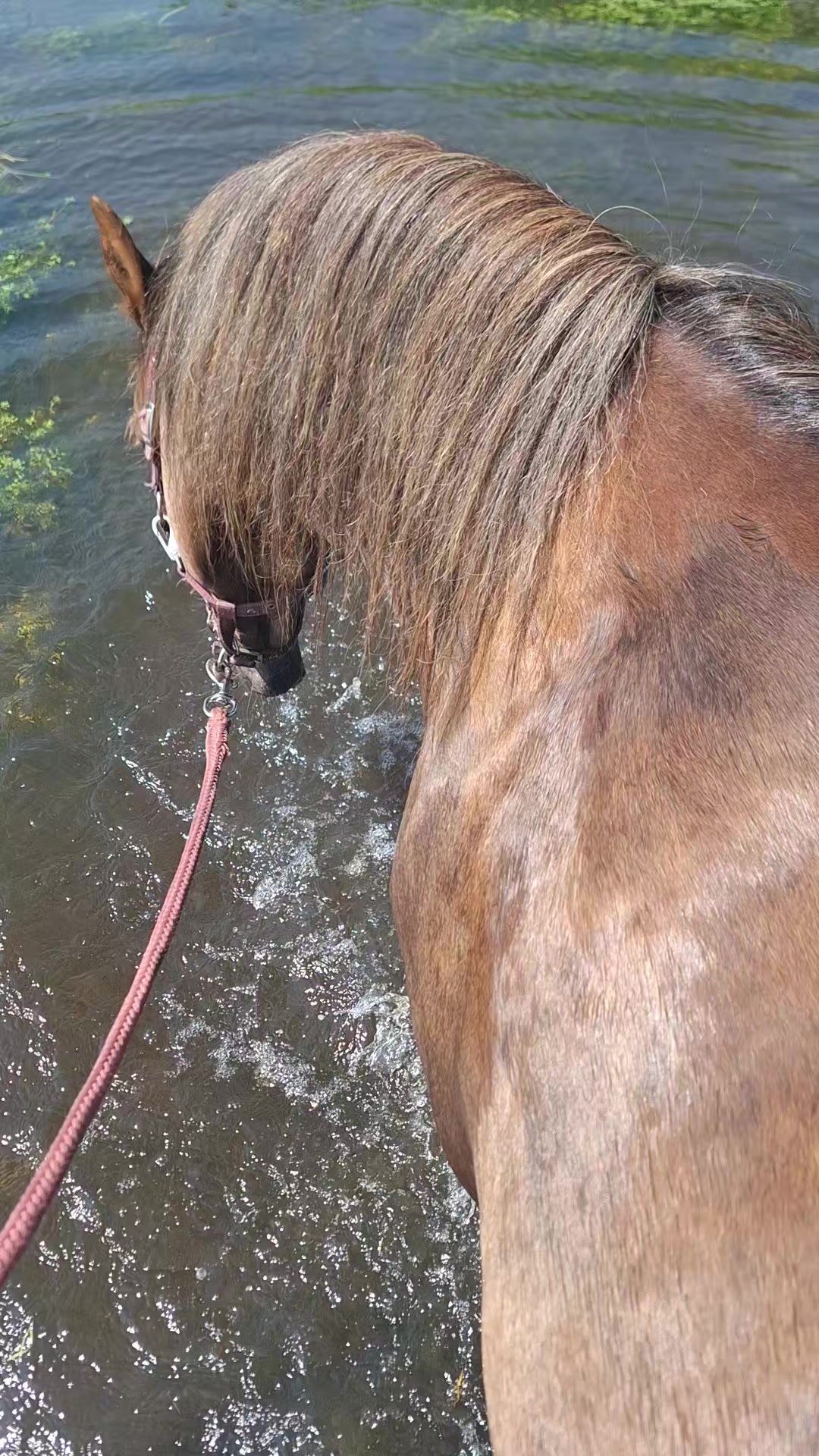 @horses.by.Britt:)