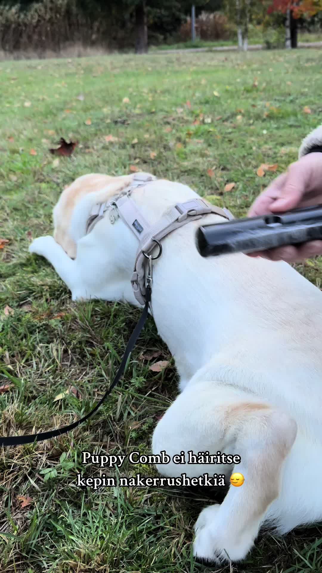 @puppycomb