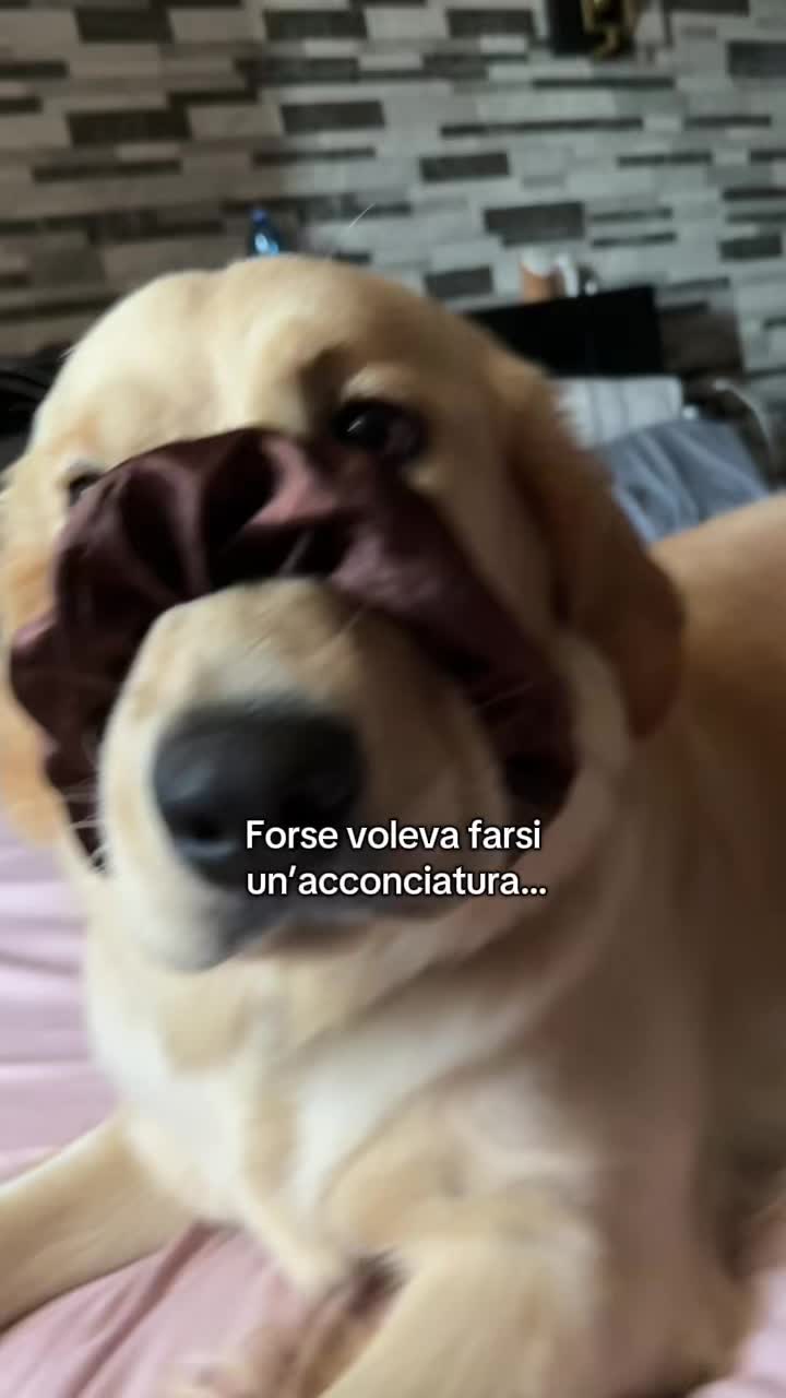 @AMELI(SSA)🐶👧🏻