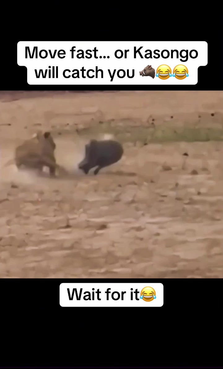 @Roi De la Jungle