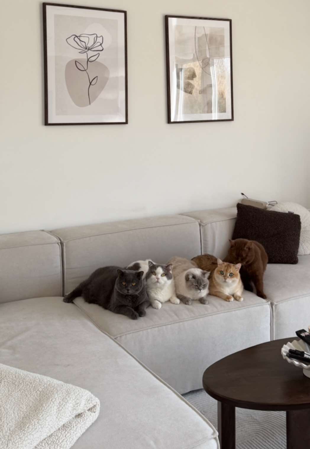 @Sinascolorcats